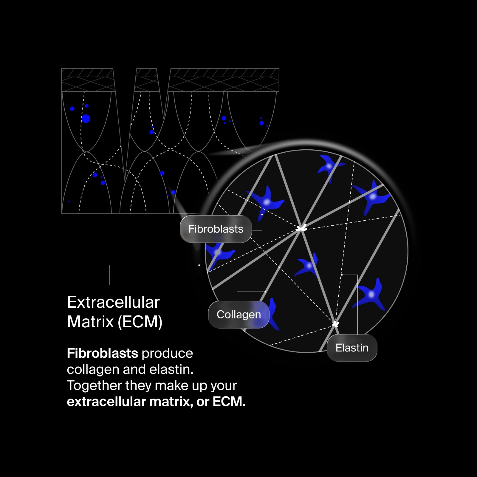 Diagram of the extracellular matrix in skin: fibroblasts produce collagen and elastin, which together form the ECM scaffold rebuilt after laser resurfacing